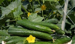 吃瓜每日大赛 黄瓜c,黄瓜C的瓜界传奇