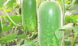 热门大瓜莫里秀 吃瓜网每日大赛,揭秘每日大赛热门大瓜，带你领略娱乐圈风云变幻