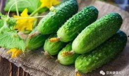 吃瓜每日大赛 黄瓜c,黄瓜C的瓜界传奇